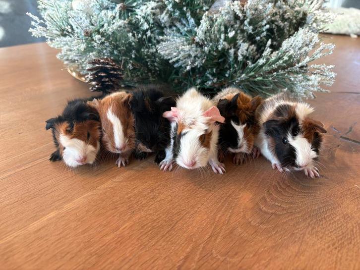 Lieve jonge borstel cavia schimmelkleurig te koop, Dieren en Toebehoren, Knaagdieren, Meerdere dieren, Cavia, December, Tam