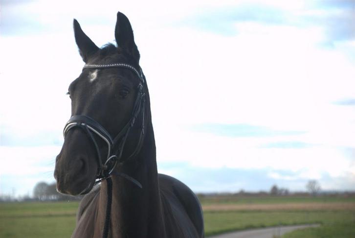 TeKoop: 3 jarige mooie zwarte merrie van Salirie X Glasgow v, Dieren en Toebehoren, Paarden, Merrie, Zadelmak, 160 tot 165 cm