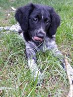 Blauwe en zwart/witte stabij pups(volledig gevaccineerd)., CDV (hondenziekte), 8 tot 15 weken, Meerdere, Meerdere dieren