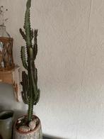 Mooie cactus inclusief pot (97 cm totaal), Ophalen, Cactus, Minder dan 100 cm