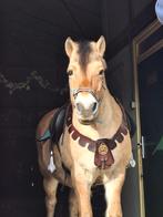 Boomloos tuigage van het merk Dutch riders, Ophalen of Verzenden