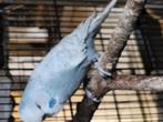 Engelse grasparkiet man + engelse kruising pop te koop, Dieren en Toebehoren, Vogels | Parkieten en Papegaaien, Meerdere dieren