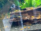 Orange sakura garnalen, Dieren en Toebehoren, Vissen | Aquariumvissen, Kreeft, Krab of Garnaal, Zoetwatervis, Schoolvis