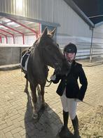 Verzorg pony gezocht  goeree overflakkee, Dieren en Toebehoren, Ophalen of Verzenden