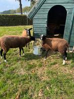 Zwartbles ooien, Dieren en Toebehoren, Vrouwelijk, Schaap