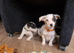 Kruising pups, 8 tot 15 weken, Meerdere, Meerdere dieren, Klein