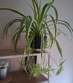 Sansevieria Laurentiusi -
Plus
Chlorophytum comosum, Ophalen, Minder dan 100 cm