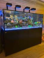 Techniek, vissen en koralen (SPS & LPS), Ophalen, Nieuw, Gevuld zeewateraquarium