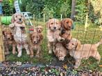 labradoodle pups abrikooskleur, Dieren en Toebehoren, Honden | Retrievers, Spaniëls en Waterhonden, Overige rassen, 8 tot 15 weken