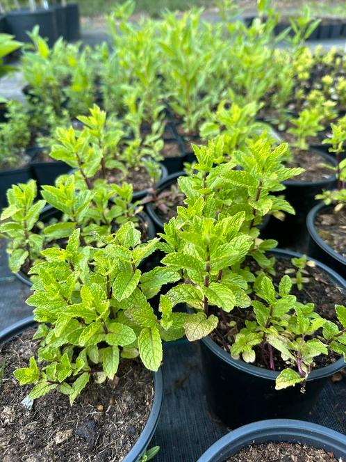 Muntplant, Tuin en Terras, Planten | Tuinplanten, Kruiden, Volle zon, Bloeit niet, Ophalen