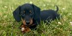 Dwergteckel pups, Dieren en Toebehoren, CDV (hondenziekte), 8 tot 15 weken, Korthaar, Dwerg