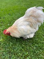 Cochin haan, Dieren en Toebehoren, Pluimvee, Mannelijk, Kip