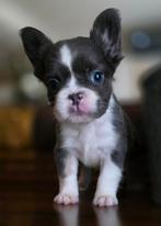 🥰Prachtige unieke combinatie x fluffy franse bulldog pups🥰, Dieren en Toebehoren, Bulldog, Meerdere, Meerdere dieren, Nederland
