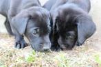 Fieldtrial labrador puppy met stamboom!, 6 jaar of ouder, Labrador retriever, Meerdere dieren, Eén hond