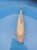 Shiro utsuri, Dieren en Toebehoren, Karper of Koi