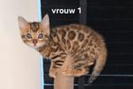 Bengaalse kittens met stamboom, Dieren en Toebehoren, Katten en Kittens | Raskatten | Korthaar, Meerdere dieren, Gechipt, 0 tot 2 jaar