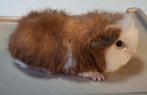 CH Teddy beer rood bont met stamboom, Juli, Mannelijk, Cavia