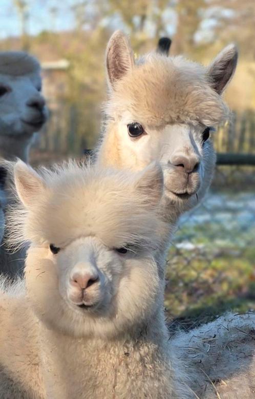 Drachtige alpaca, Dieren en Toebehoren, Overige Dieren, Vrouwelijk, Voor 1 juli 2024