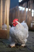 Cochin kriel broedeieren 🥚🐣, Dieren en Toebehoren, Pluimvee, Geslacht onbekend, Kip