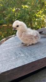 Zijdehoen kriel kuikens, div kleuren , gesexst hennetjes, Dieren en Toebehoren, Pluimvee, Vrouwelijk, Kip