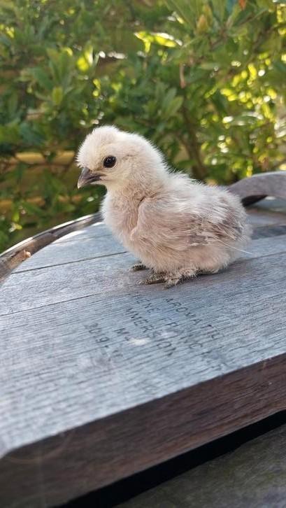 Zijdehoen kriel kuikens, div kleuren , gesexst hennetjes, Dieren en Toebehoren, Pluimvee, Kip, Vrouwelijk