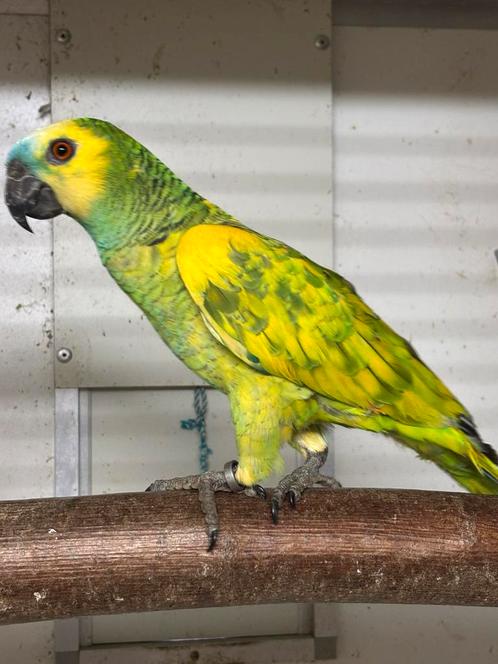 1-1 Bonte blauwvoorhoofd Amazone, Dieren en Toebehoren, Vogels | Parkieten en Papegaaien