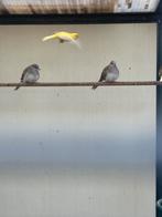 Diamtduifjes, Dieren en Toebehoren, Vogels | Toebehoren, Ophalen, Nieuw, Kooi-accessoires