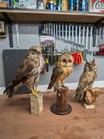 Opgezette Buizerd, Kerkuil en Ransuil, Ophalen, Vogel, Opgezet dier