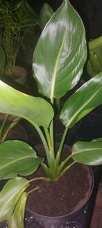 Strelitzia Reginae Paradijsvogelbloemen +/- 40 cm, Huis en Inrichting, Ophalen, In pot, Halfschaduw