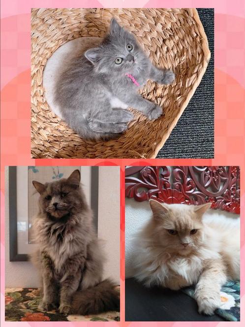 Kitten Poes Noorse Boskat x 25% Britse langhaar, Dieren en Toebehoren, Katten en Kittens | Raskatten | Langhaar, Meerdere dieren