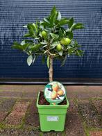 Citrus Aurantifolia 'Limequat' - Limequat H: 52 cm., Ophalen, Minder dan 100 cm, Volle zon, Citroenboom