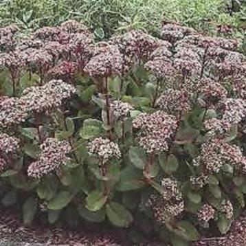 Vasteplant Sedum 'Matrona' vetkruid/hemelsleutel beschikbaar voor biedingen