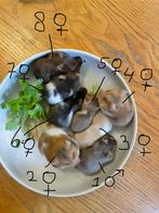 Hamsters, Dieren en Toebehoren, Knaagdieren, Hamster, November, Meerdere dieren, Tam