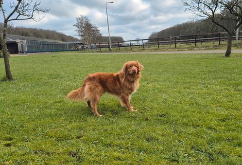Dekreu Nova Scotia Duck Tolling Retriever (Toller) en pups, Dieren en Toebehoren, Honden | Dekreuen, Reu, Particulier, Eén hond