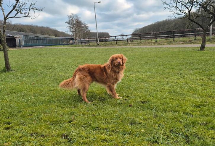 Dekreu Nova Scotia Duck Tolling Retriever (Toller), Dieren en Toebehoren, Honden | Dekreuen, Reu, Particulier, Eén hond, Nederland