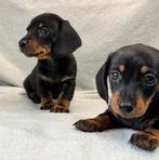 teckel pups, Dieren en Toebehoren, Honden | Teckels en Dashonden, CDV (hondenziekte), 8 tot 15 weken, Korthaar, Dwerg