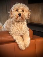 Mini Australian labradoodle dekreu, Dieren en Toebehoren, Honden | Dekreuen, Reu, CDV (hondenziekte), 1 tot 2 jaar, Eén hond