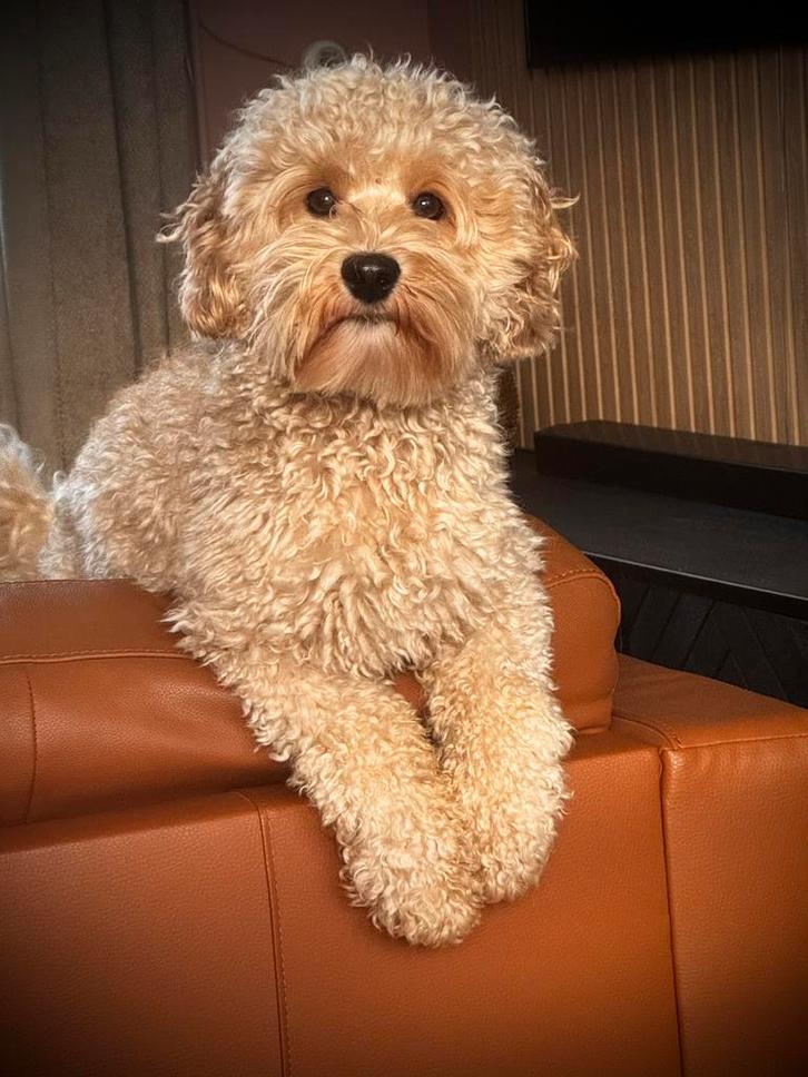 Mini Australian labradoodle dekreu, Dieren en Toebehoren, Honden | Dekreuen, Reu, Particulier, Eén hond, Nederland, 1 tot 2 jaar