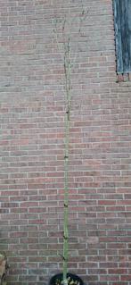 Fraxinus excelsior 'Atlas', es, Ophalen, Volle zon, Overige soorten, Minder dan 100 cm