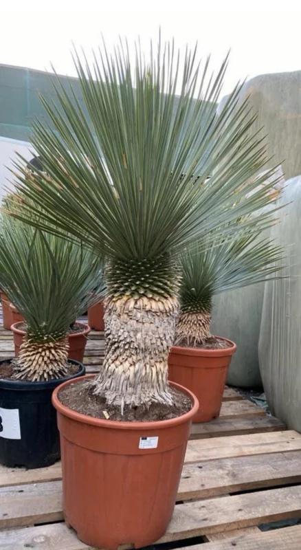Yucca rostrata op stam XL formaat, Tuin en Terras, Planten | Bomen, Palmboom, 100 tot 250 cm, Volle zon, Zomer, Ophalen of Verzenden