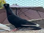 Gezocht; Servische hoogvliegers, Dieren en Toebehoren, Vogels | Duiven, Meerdere dieren
