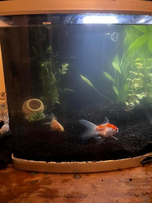 Aquarium 30 L, Dieren en Toebehoren, Vissen | Aquaria en Toebehoren, Gebruikt, Leeg aquarium, Ophalen
