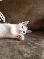 Lieve kittens te koop, Dieren en Toebehoren, Kater, Ontwormd, 0 tot 2 jaar