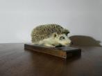 Opgezette Egel - taxidermy, Verzamelen, Dierenverzamelingen, Ophalen of Verzenden, Zo goed als nieuw, Wild dier, Opgezet dier