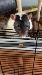 2 lieve tamme ratten met grote kooi, Dieren en Toebehoren, Februari, Mannelijk, Rat