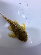 L134 Peckoltia, Dieren en Toebehoren, Vissen | Aquariumvissen, Vis