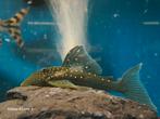 Hemiancistrus sp. L128, Dieren en Toebehoren, Vissen | Aquariumvissen, Vis