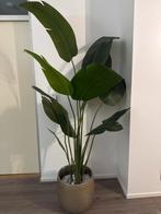 Strelitzia kunstplant inclusief vaas, Overige soorten, In pot, 150 tot 200 cm, Groene kamerplant