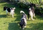 Bijzonder mooie HEIDEWACHTEL x FRIESE STABIJ pups, Dieren en Toebehoren, Honden | Niet-rashonden, Nederland, CDV (hondenziekte)