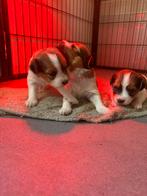 Kooiker pups, Dieren en Toebehoren, Honden | Niet-rashonden, 8 tot 15 weken, Teef, Meerdere, Nederland